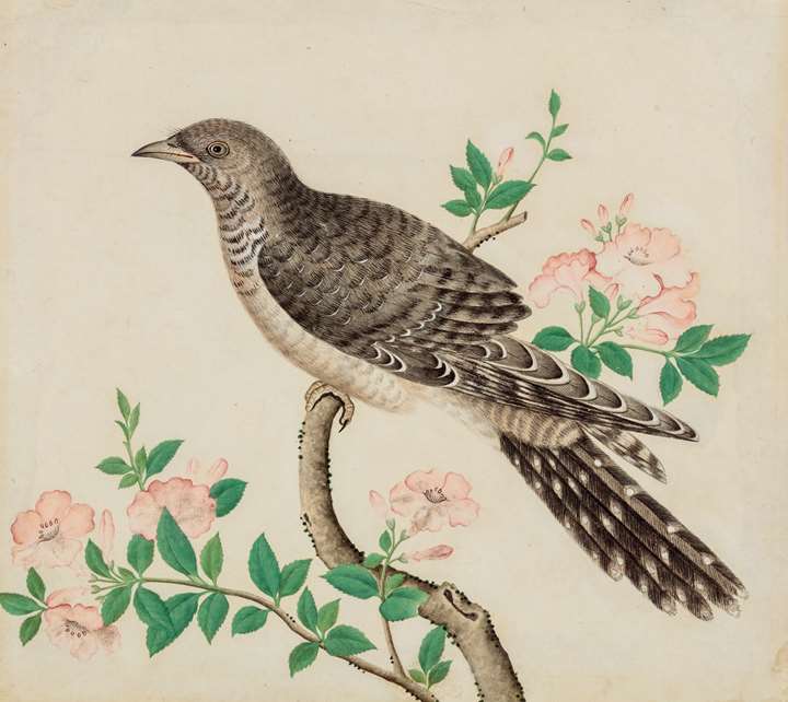 A study of an Indian Cuckoo (Cuculus micropterus)